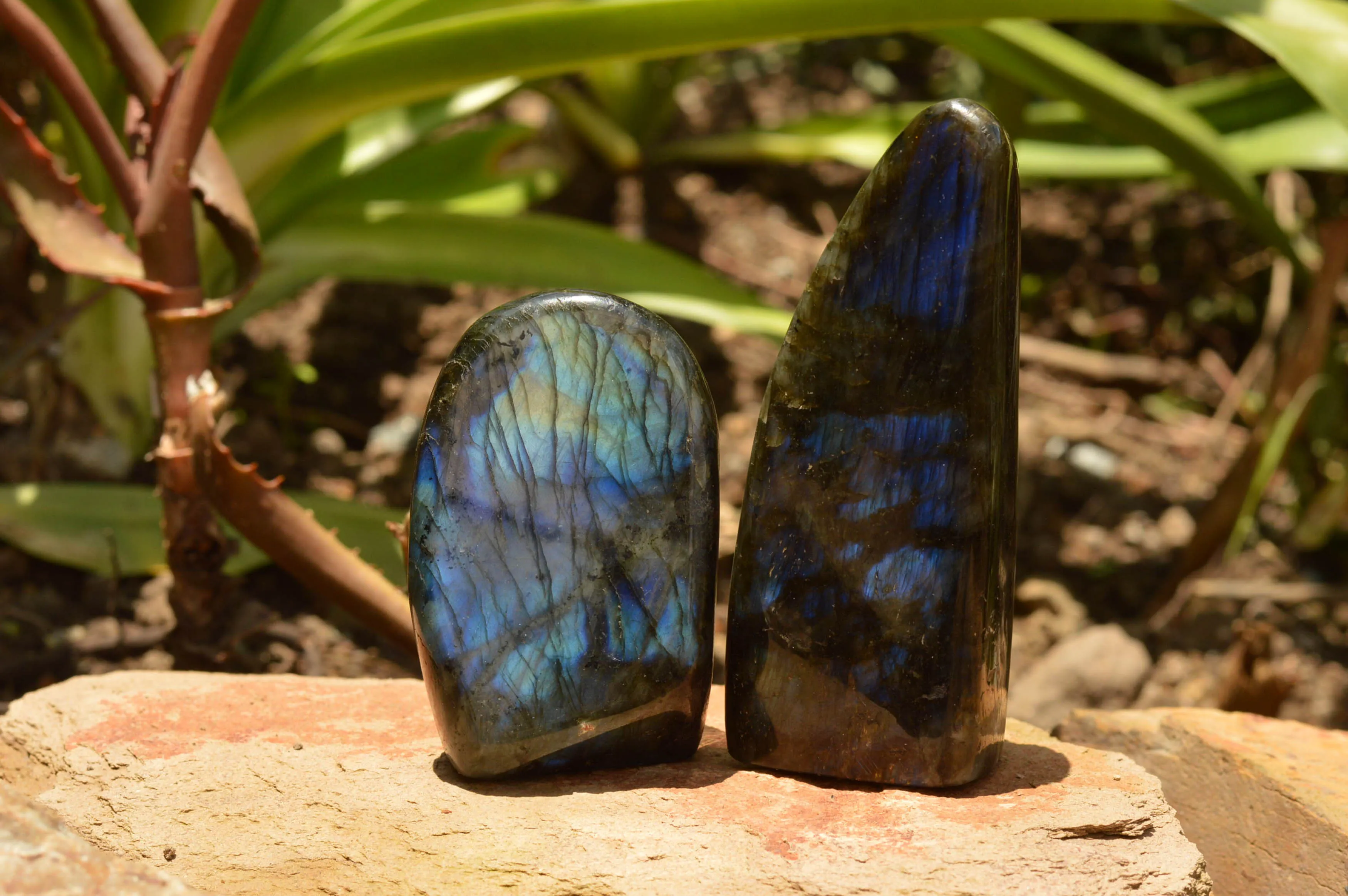 Polished Labradorite Standing Free Forms With Intense Blue & Gold Flash x 3 From Tulear, Madagascar