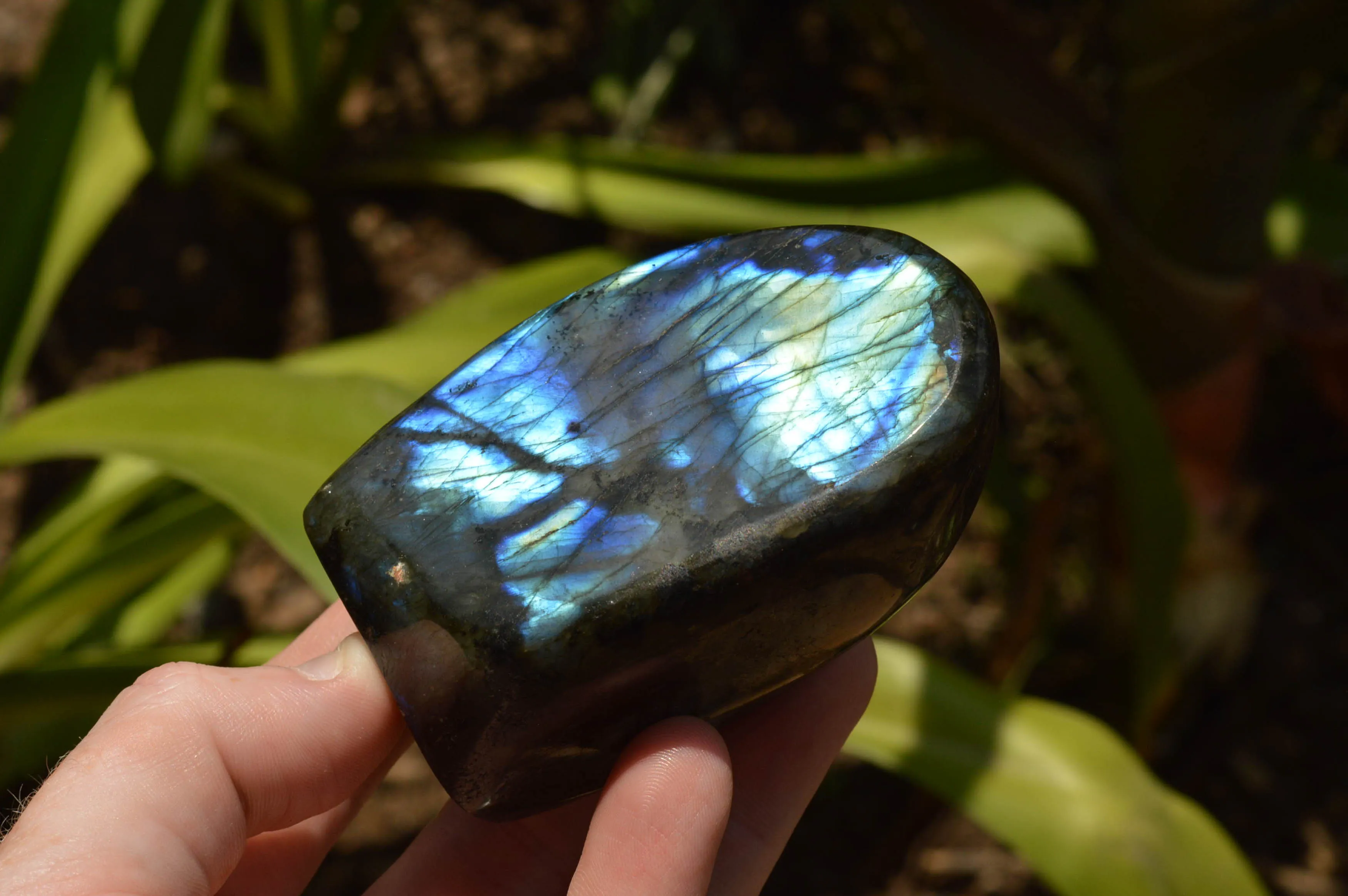 Polished Labradorite Standing Free Forms With Intense Blue & Gold Flash x 3 From Tulear, Madagascar